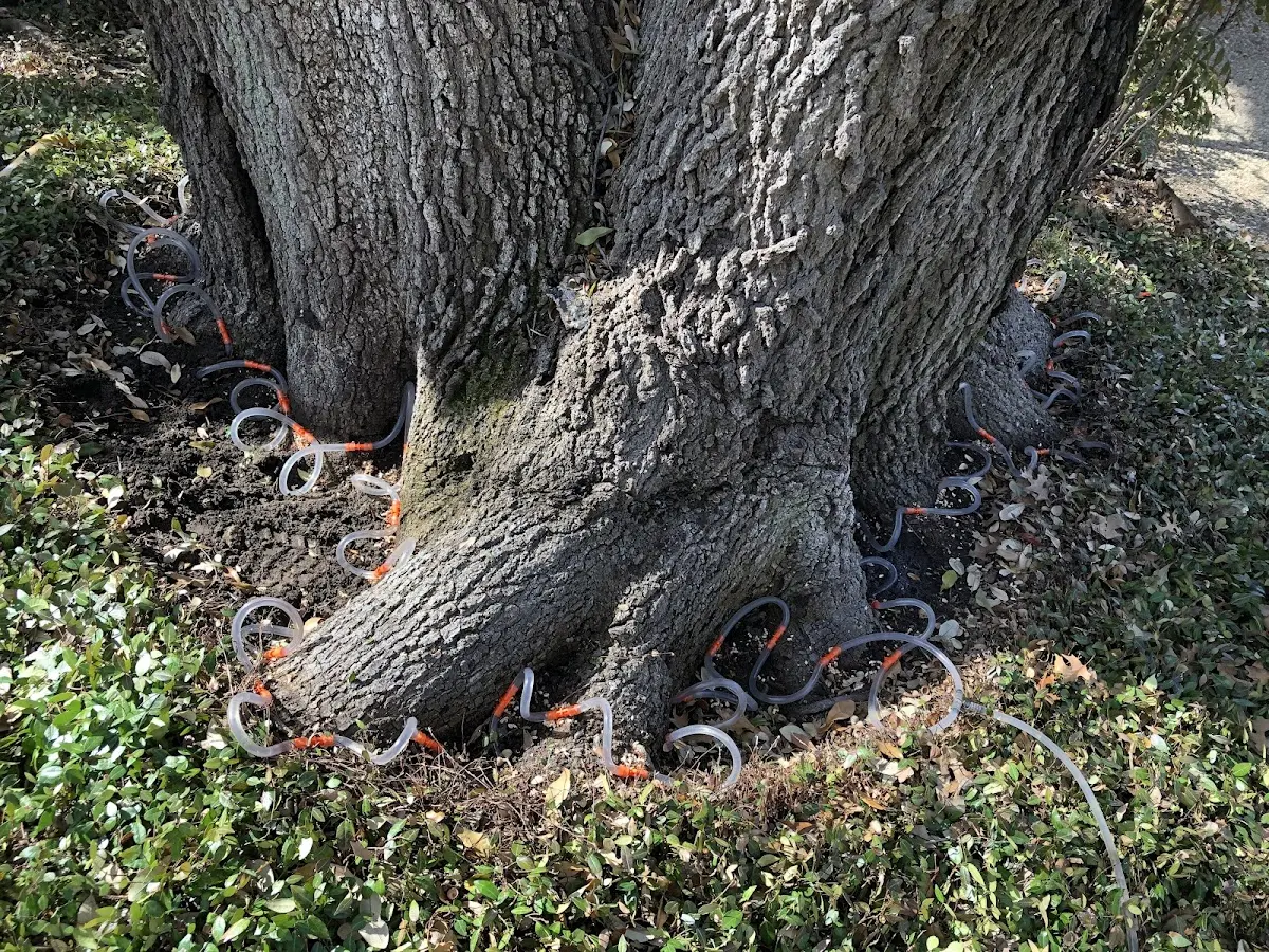 Detailed Tree Cabling and Bracing job site in Harwich