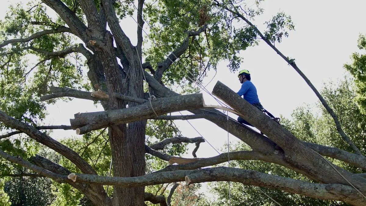Professional Crown Thinning performed by certified arborists in Harwich