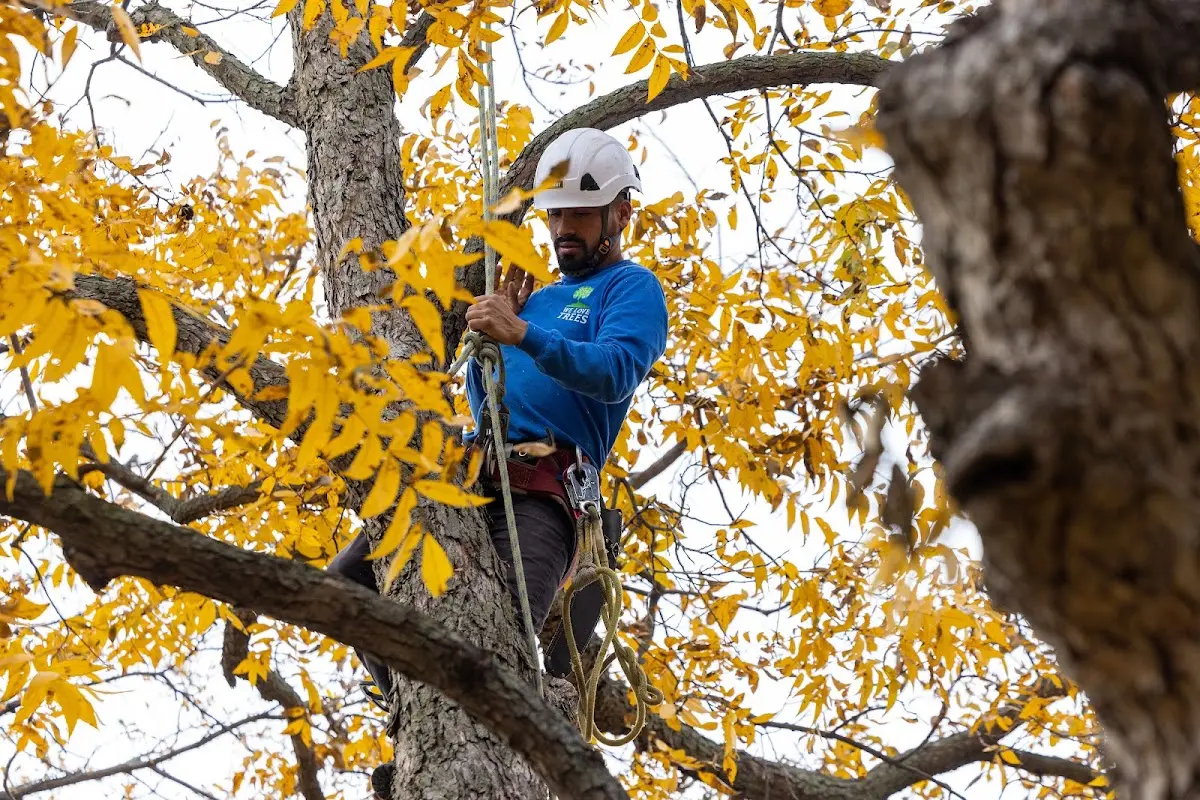 Skilled Tree Transplanting crew working in Harwich