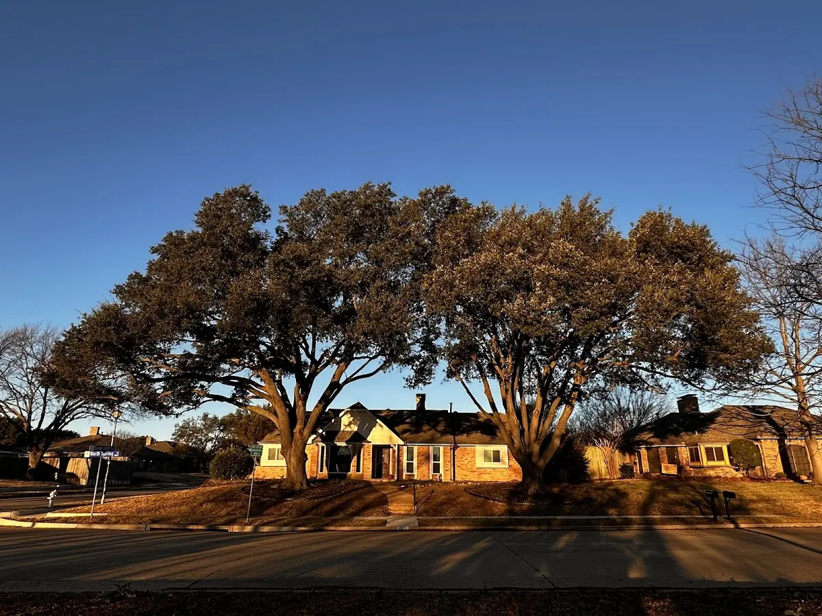 Established residential canopy tree shading a home in Harwich
